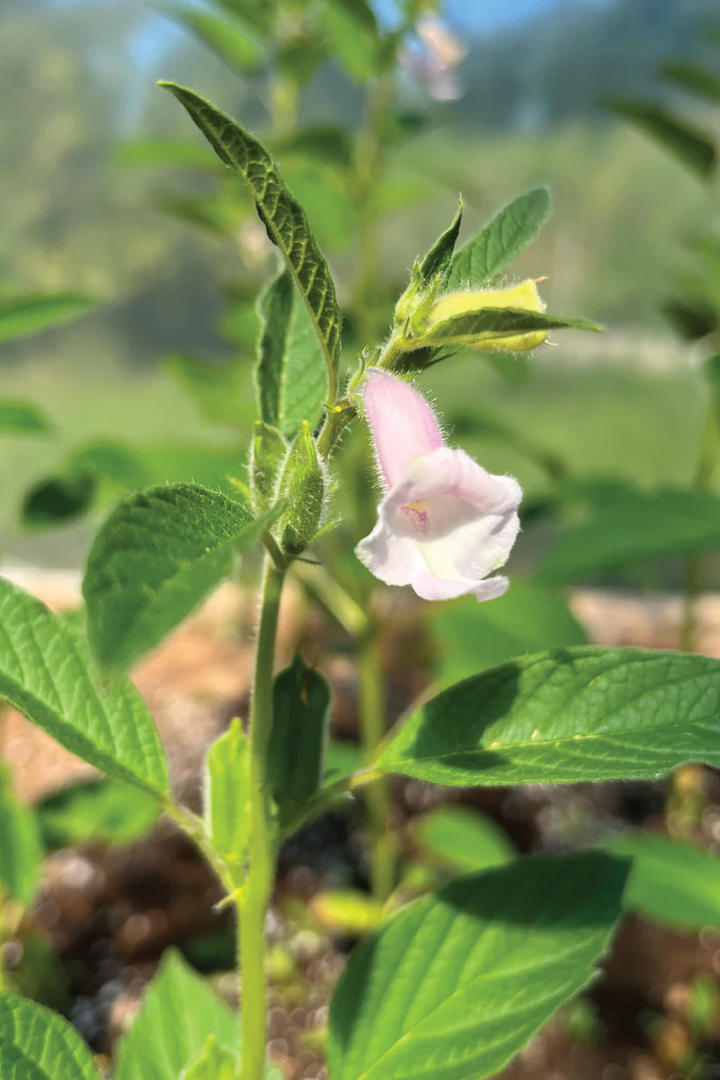 ORGANIC BLACK SESAME SEEDLING <br> شتلات السمسم الأسود العضوية