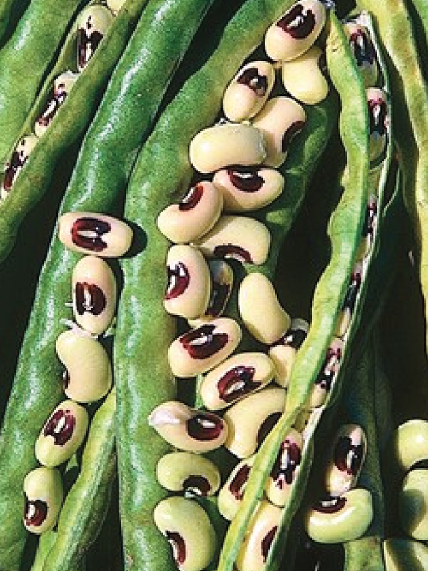 ORGANIC BLACKEYE COW PEA SEEDLING <br> شتلات اللوبيا العضوية