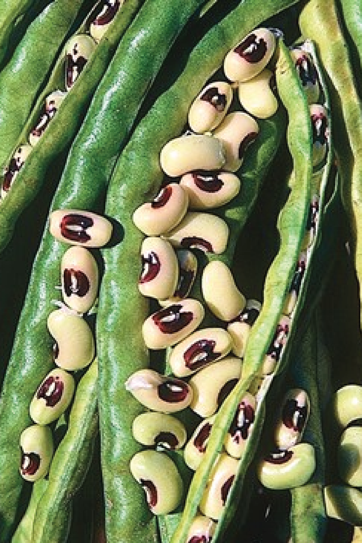 ORGANIC BLACKEYE COW PEA SEEDLING <br> شتلات اللوبيا العضوية