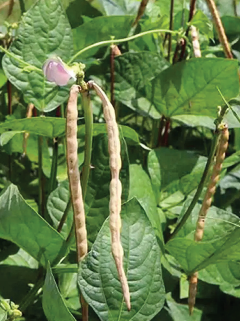 ORGANIC BLACKEYE COW PEA SEEDLING <br> شتلات اللوبيا العضوية