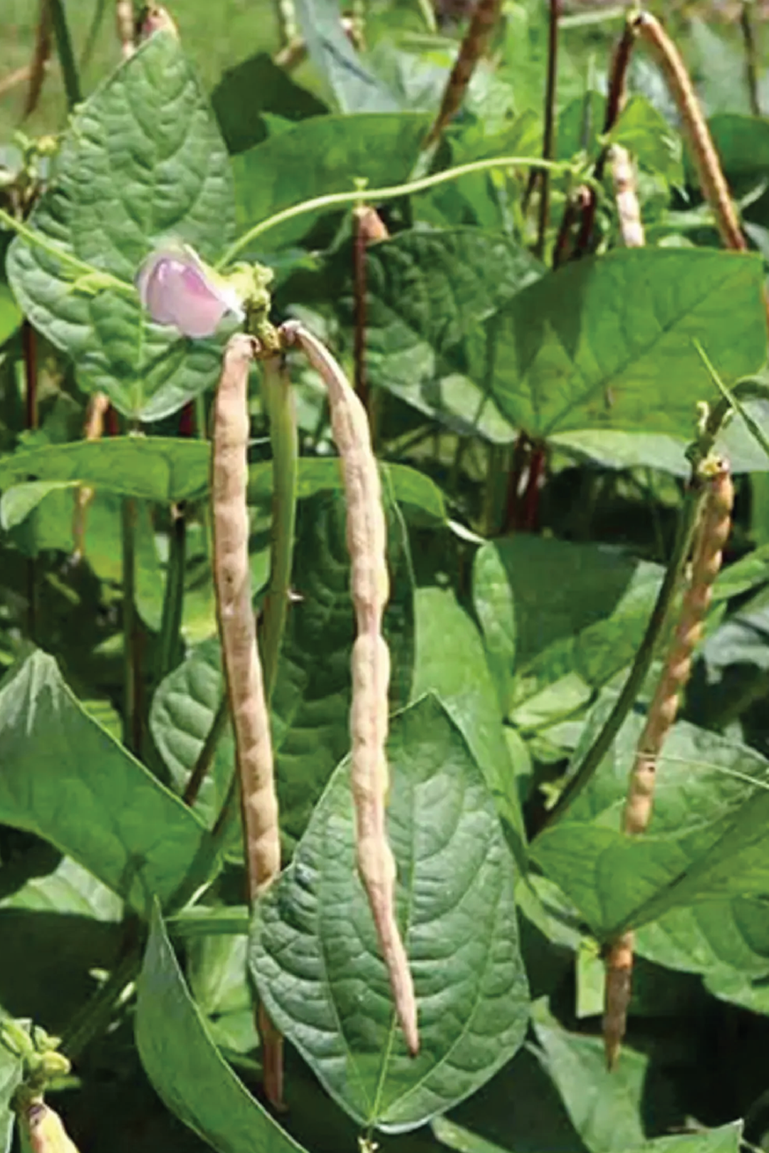 ORGANIC BLACKEYE COW PEA SEEDLING <br> شتلات اللوبيا العضوية