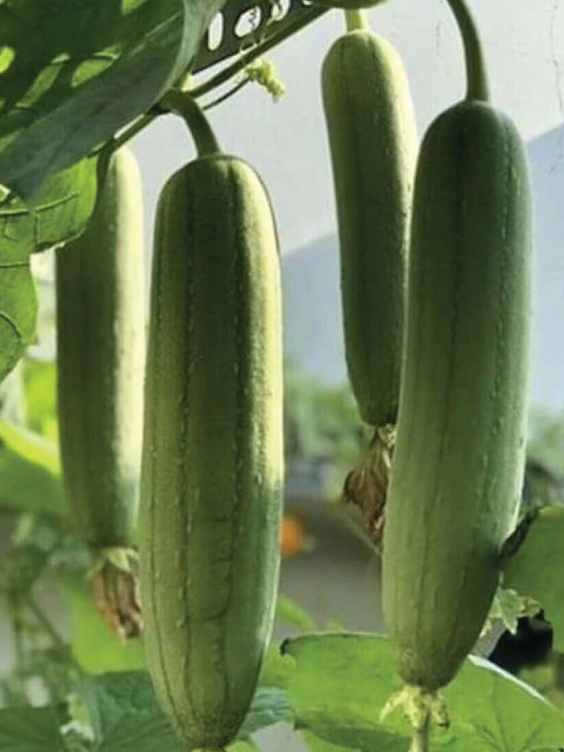 ORGANIC LUFFA SEEDLING <br> شتلات الليفه العضوية