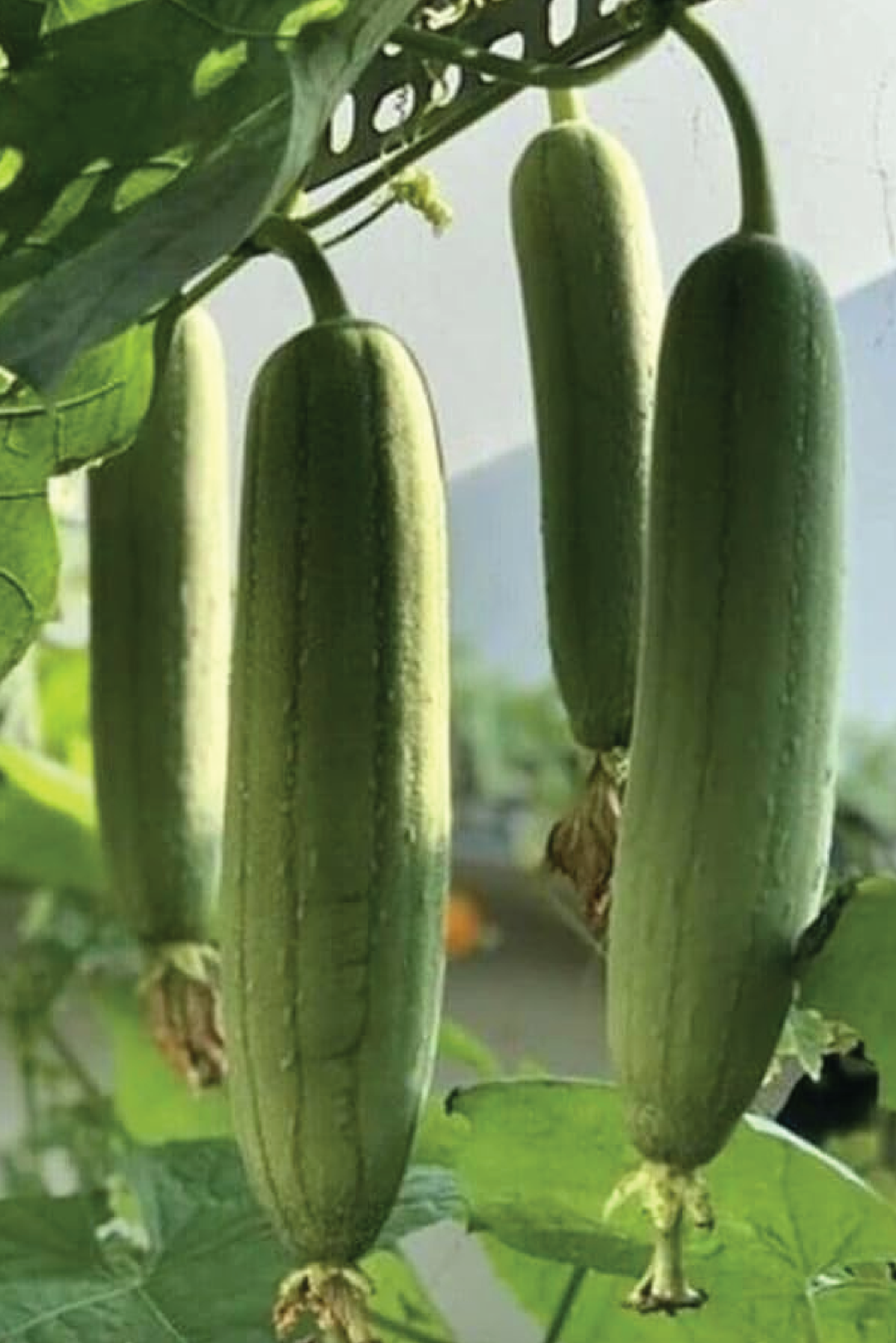 ORGANIC LUFFA SEEDLING <br> شتلات الليفه العضوية