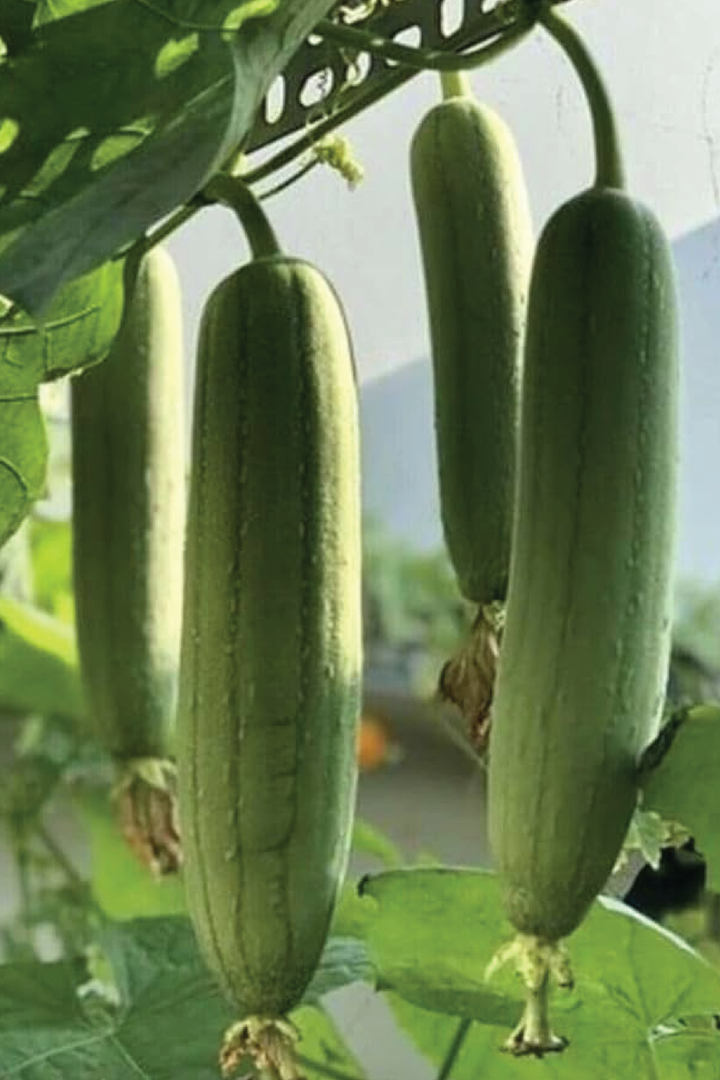 ORGANIC LUFFA SEEDLING <br> شتلات الليفه العضوية