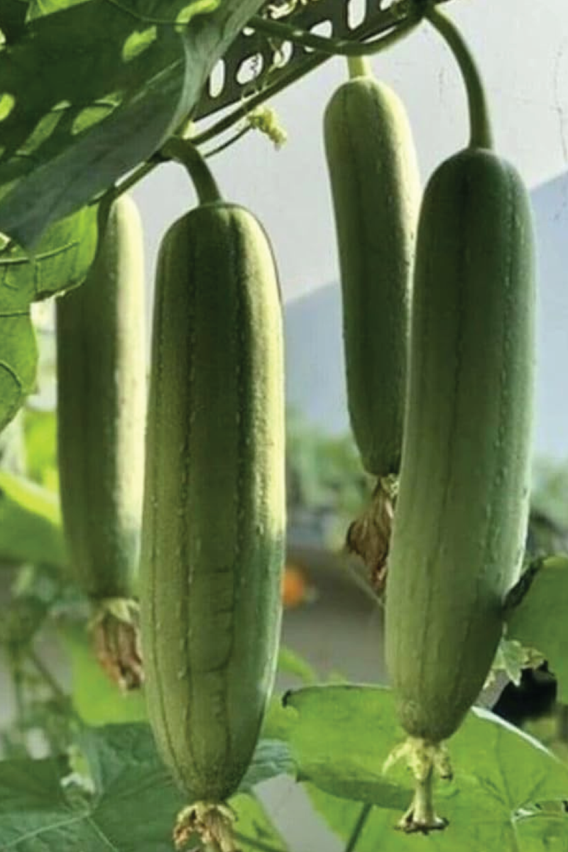 ORGANIC LUFFA SEEDLING <br> شتلات الليفه العضوية