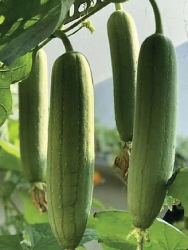 LUFA SEEDS <br> بذور الليفة