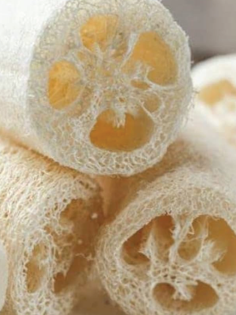 ORGANIC LUFFA SEEDLING <br> شتلات الليفه العضوية