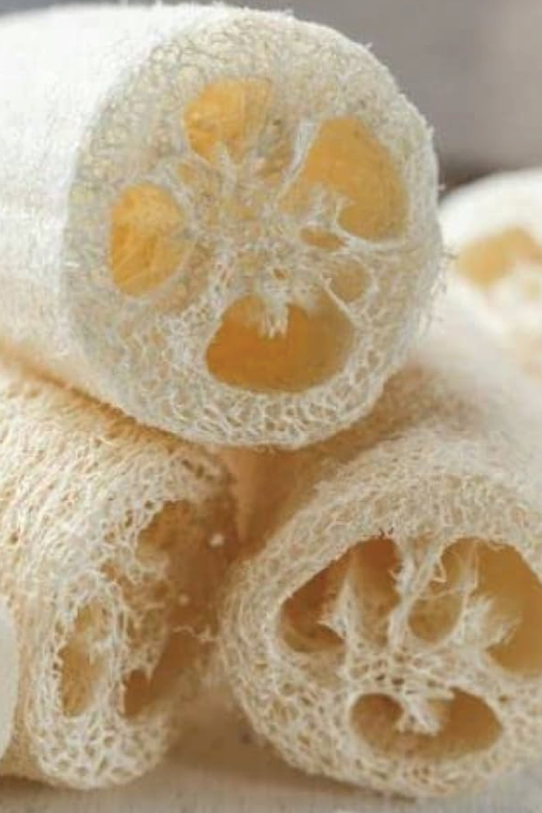 ORGANIC LUFFA SEEDLING <br> شتلات الليفه العضوية