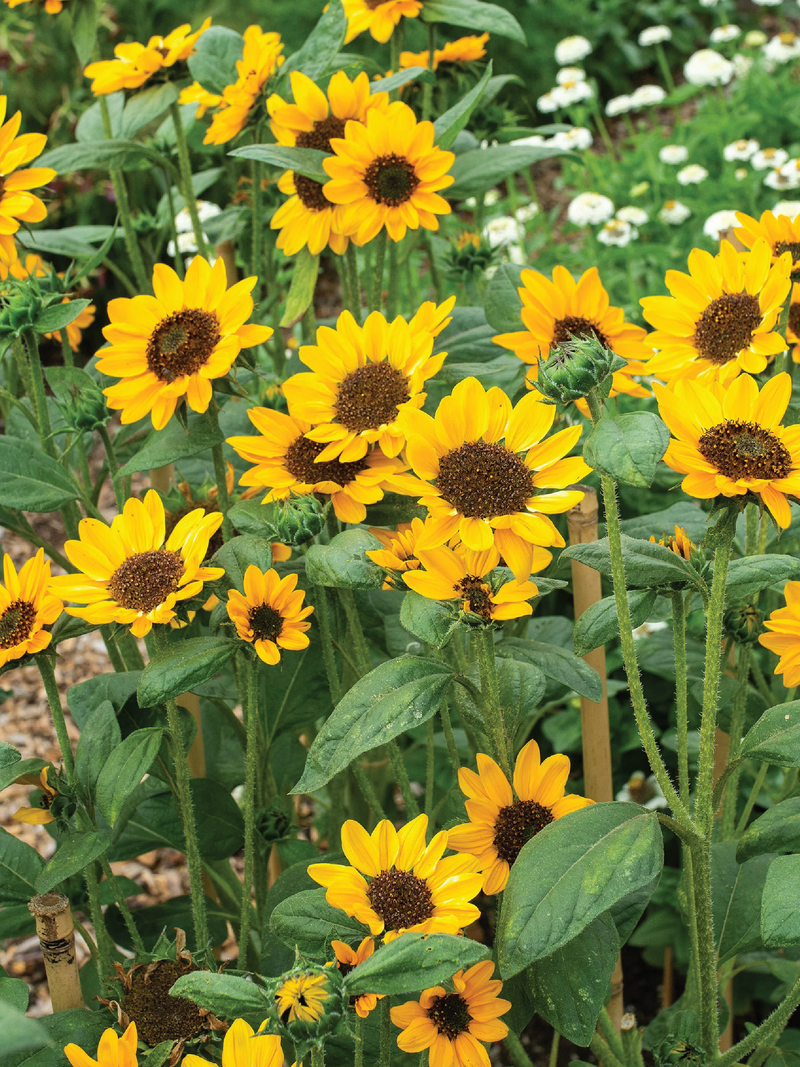 NEW CENTURY SUNFLOWER SEEDLING <br> شتلات دوار الشمس نيو سنشيري