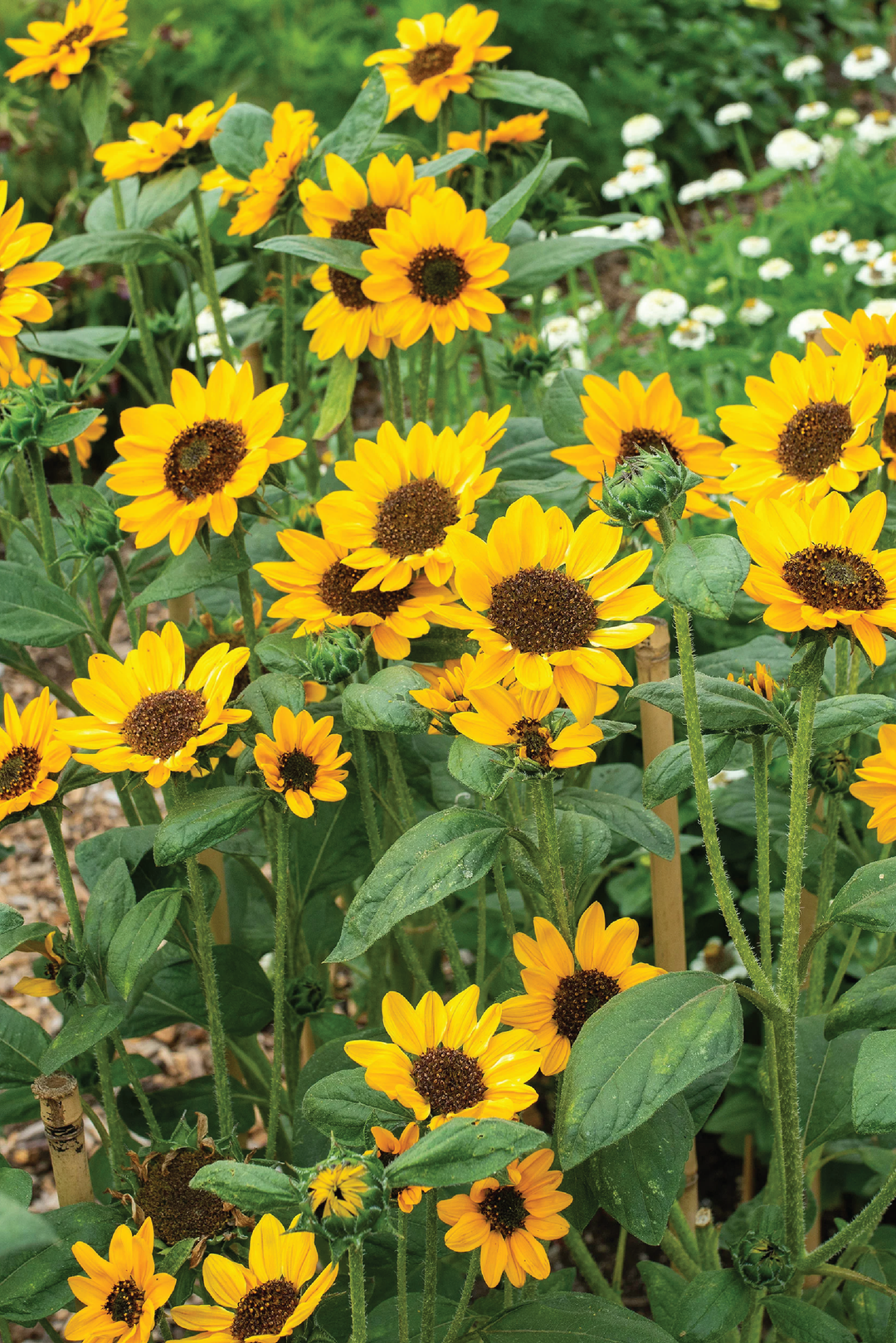 NEW CENTURY SUNFLOWER SEEDLING