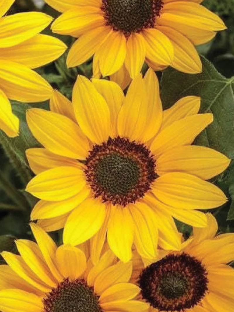 NEW CENTURY SUNFLOWER SEEDLING <br> شتلات دوار الشمس نيو سنشيري
