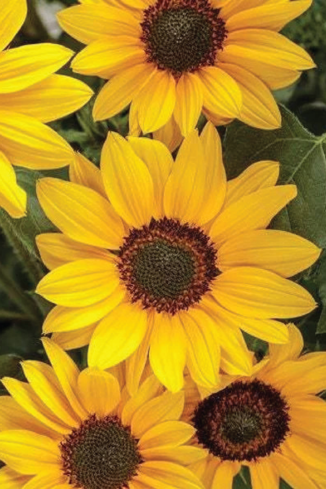 NEW CENTURY SUNFLOWER SEEDLING