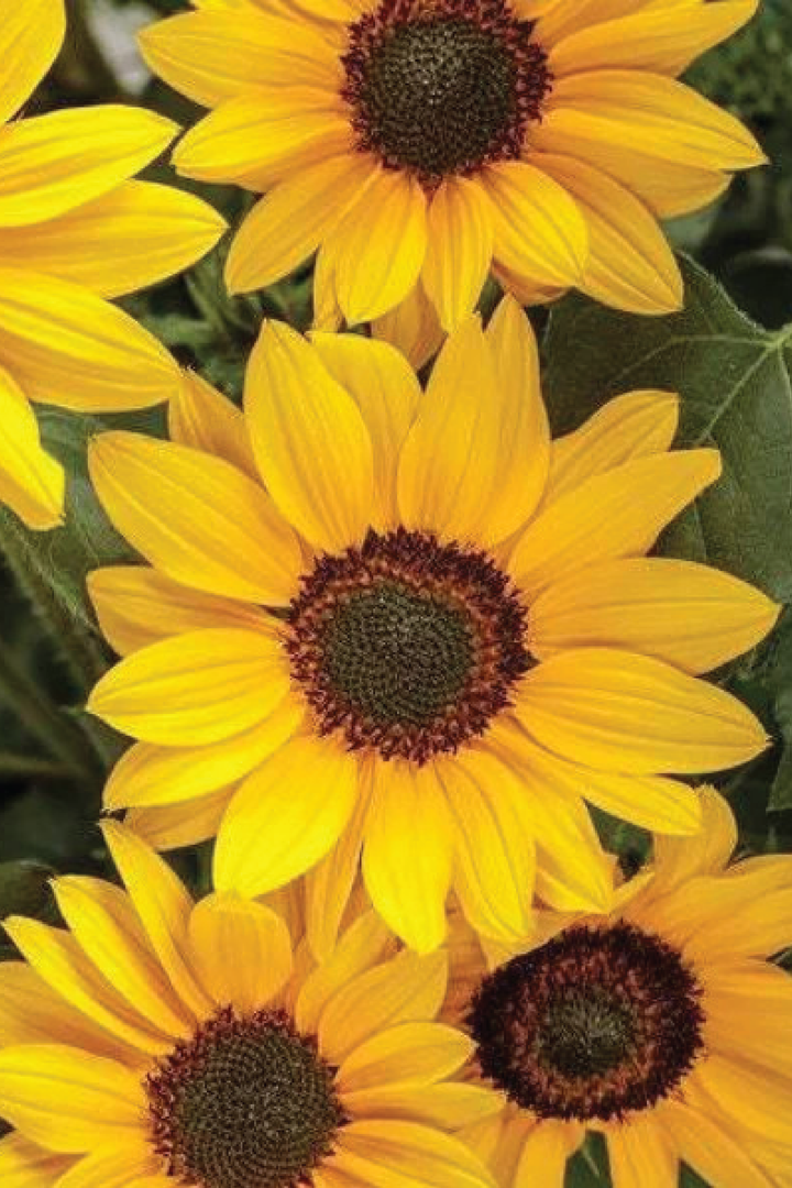 NEW CENTURY SUNFLOWER SEEDLING