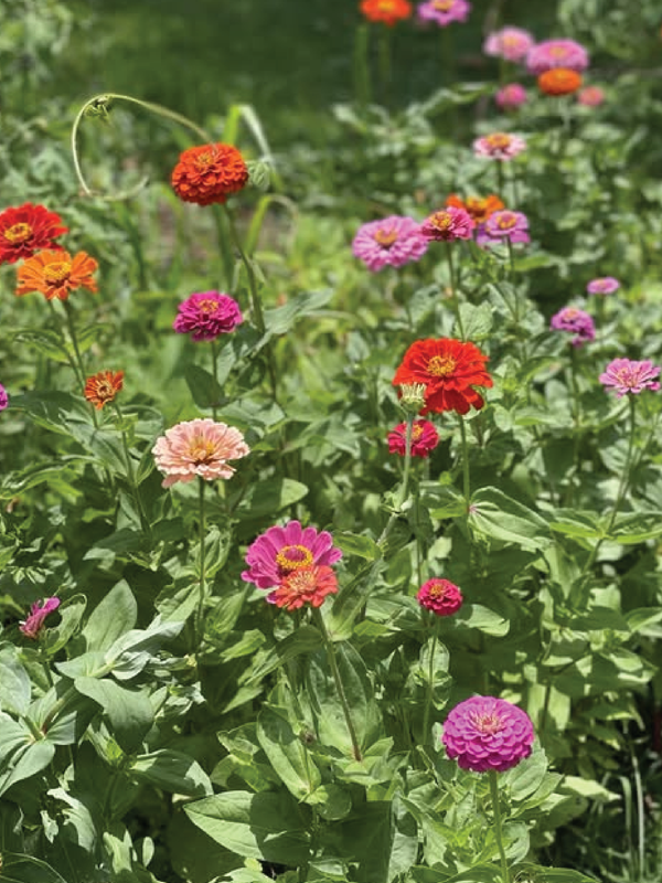 ZINNIA FLOWERS SEEDLING <br> شتلات زهور الزينيا المتنوعه