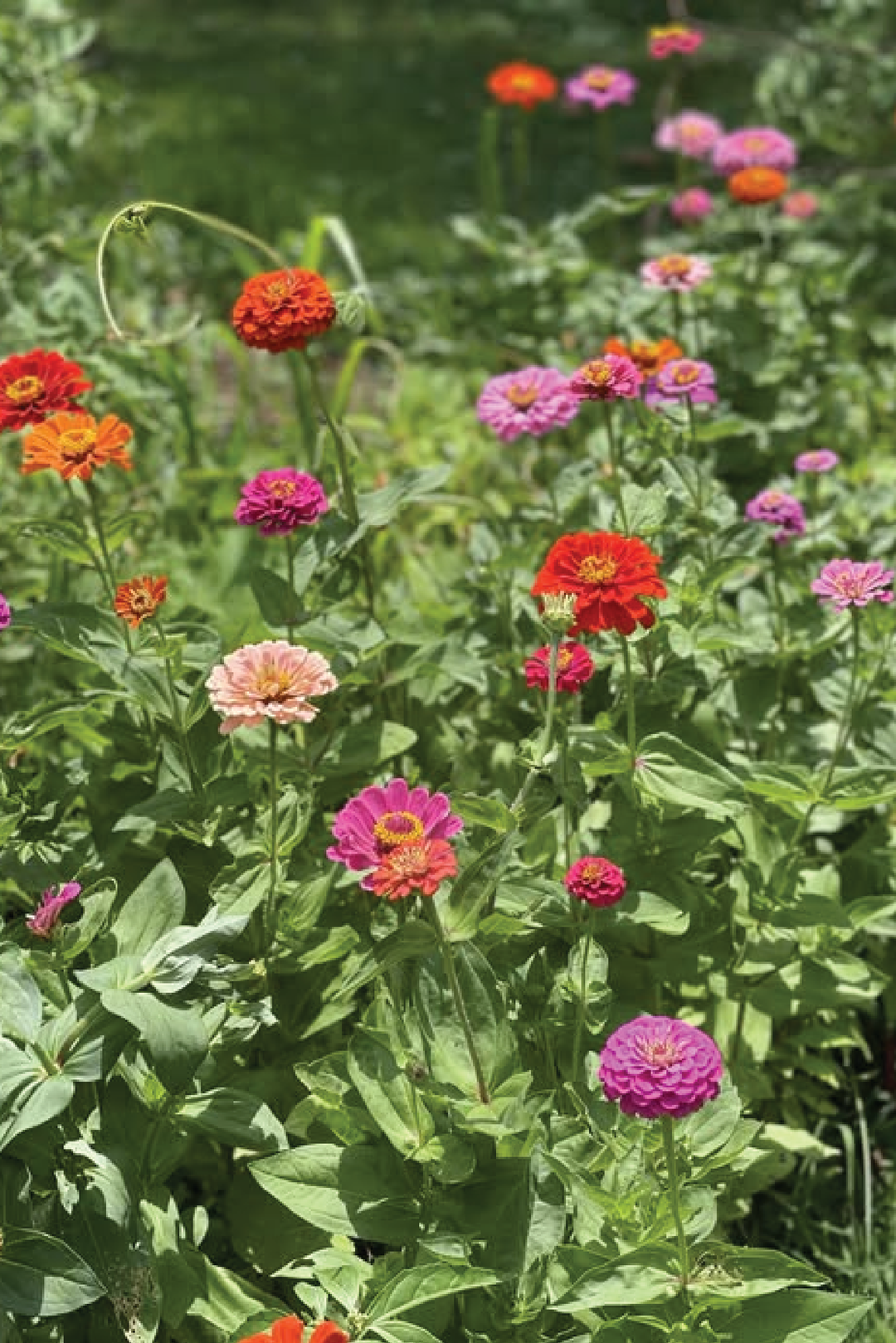 ZINNIA FLOWERS SEEDLING <br> شتلات زهور الزينيا المتنوعه