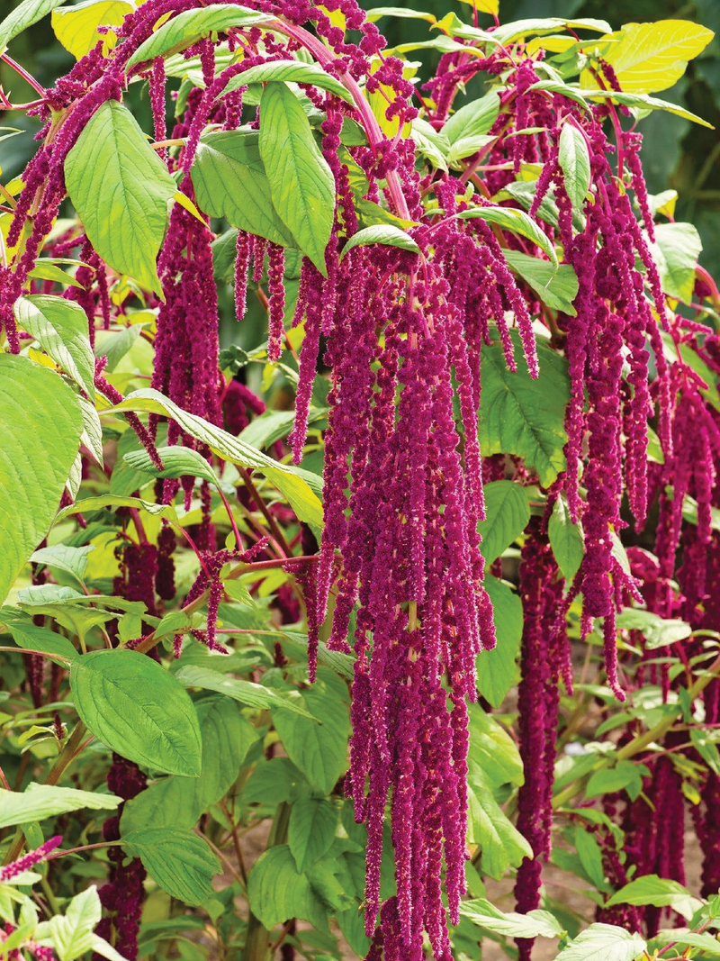 ORGANIC AMARANTH SEEDLING <br> شتلات الأمارانث العضوية