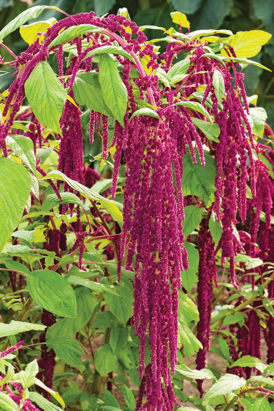 ORGANIC AMARANTH SEEDLING <br> شتلات الأمارانث العضوية