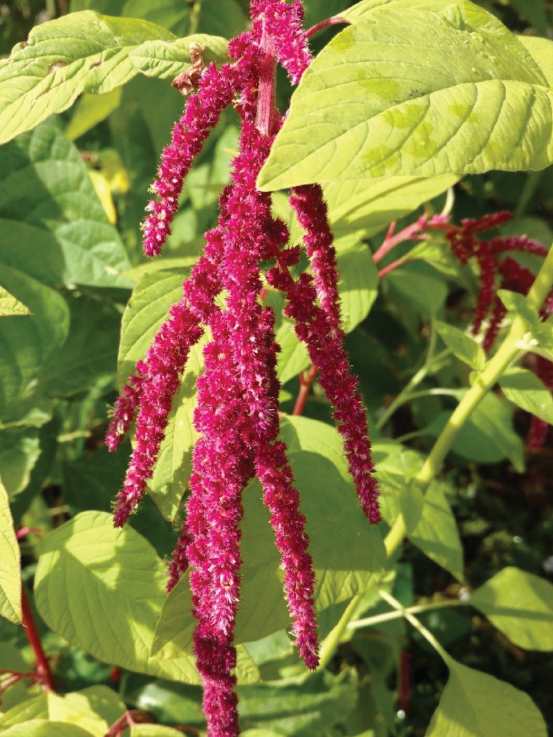 ORGANIC AMARANTH SEEDLING <br> شتلات الأمارانث العضوية