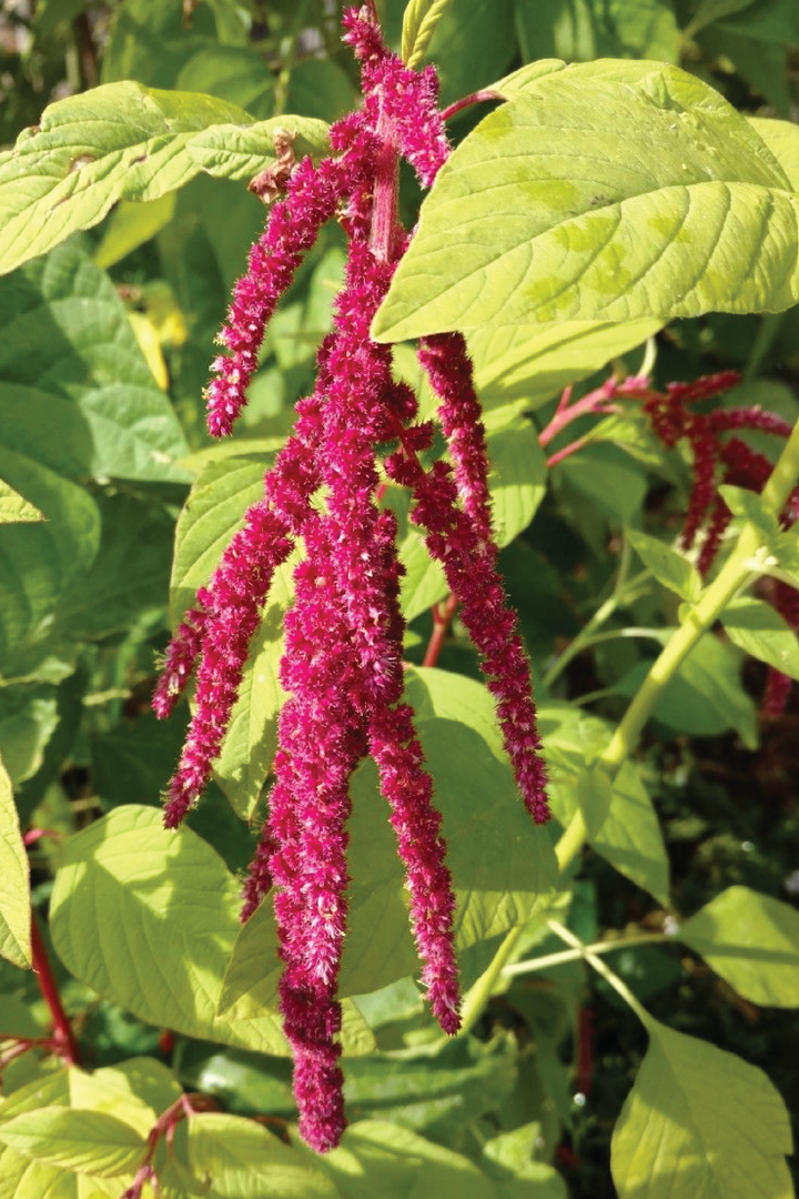 ORGANIC AMARANTH SEEDLING <br> شتلات الأمارانث العضوية