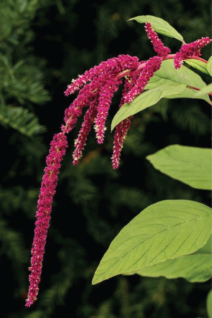 ORGANIC AMARANTH SEEDLING <br> شتلات الأمارانث العضوية