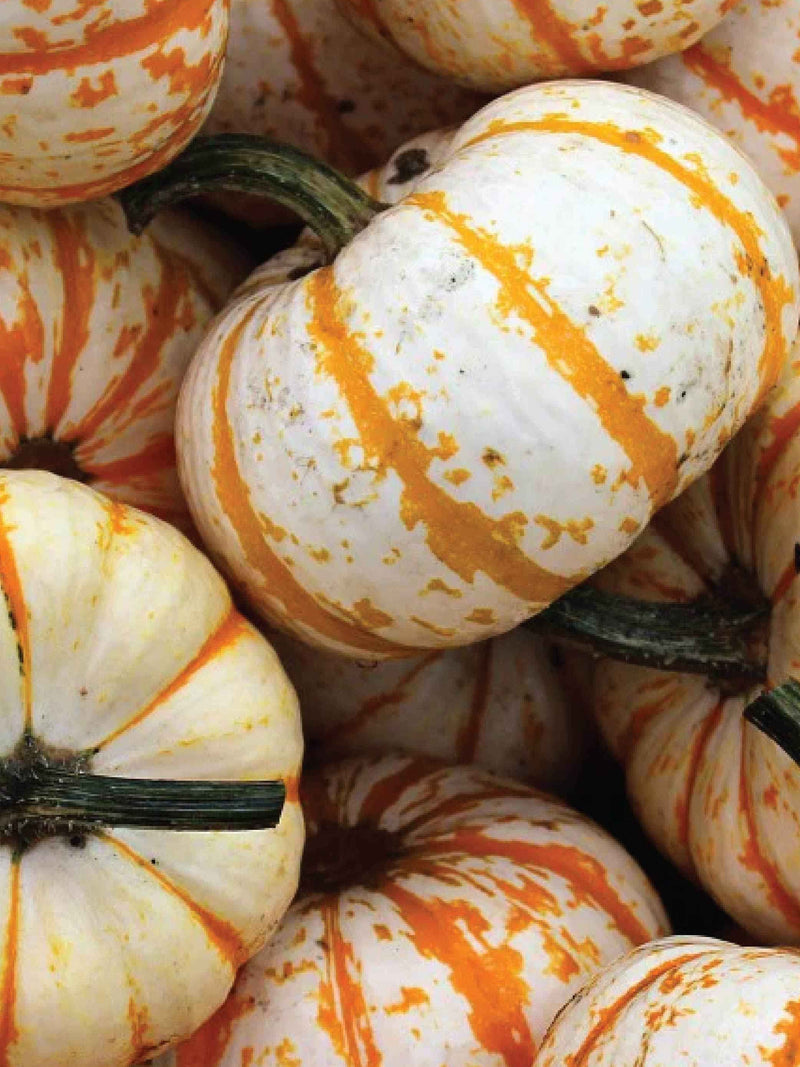 ORGANIC LITTLE TIGER PUMPKIN SEEDLING <br> شتلات قرع النمر الصغير العضوية