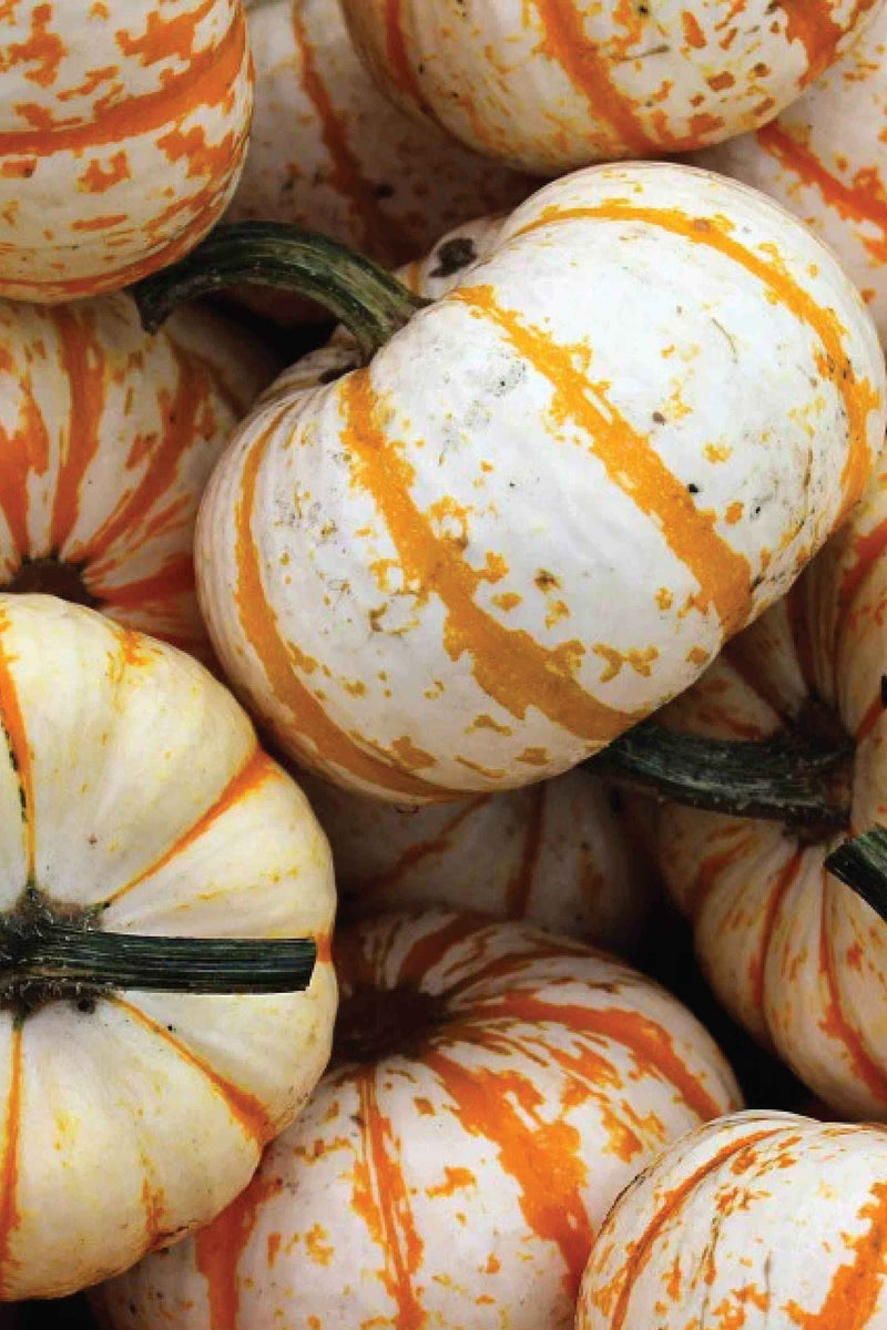 ORGANIC LITTLE TIGER PUMPKIN SEEDLING <br> شتلات قرع النمر الصغير العضوية