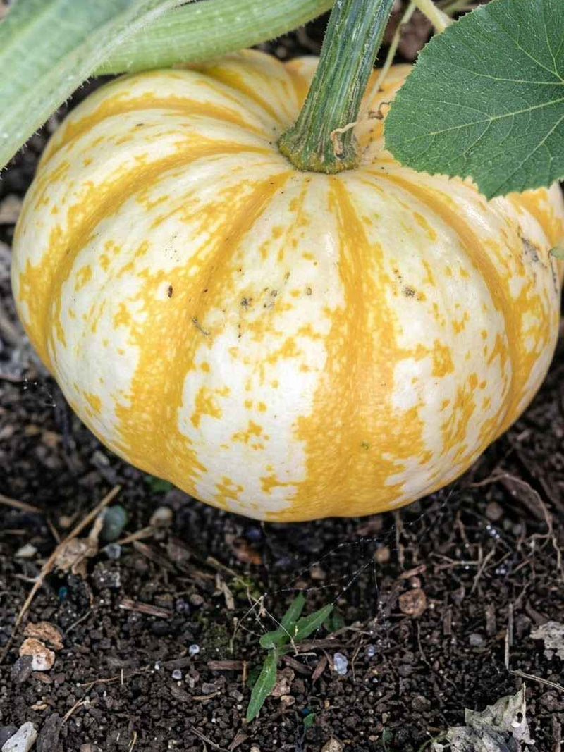 ORGANIC LITTLE TIGER PUMPKIN SEEDLING <br> شتلات قرع النمر الصغير العضوية