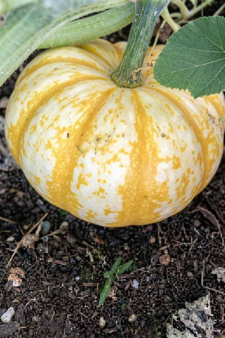 ORGANIC LITTLE TIGER PUMPKIN SEEDLING <br> شتلات قرع النمر الصغير العضوية