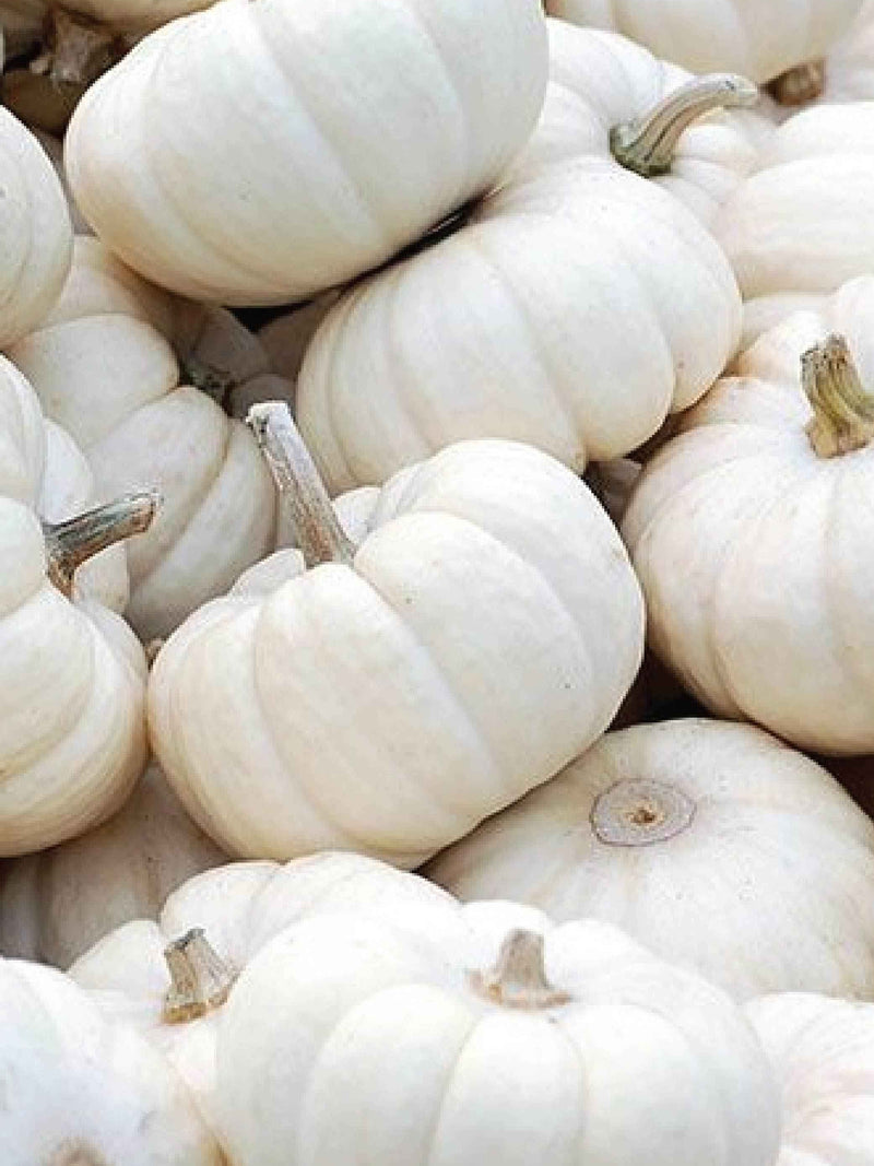 ORGANIC SNOWBALL PUMPKIN SEEDLING <br> شتلات قرع سنوبول عضوية