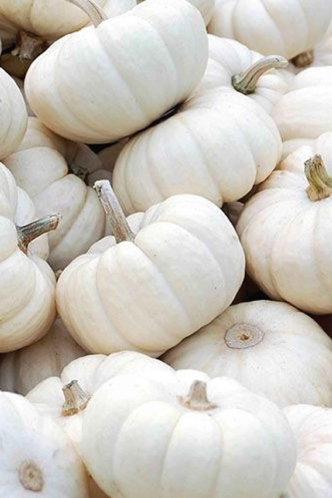 ORGANIC SNOWBALL PUMPKIN SEEDLING <br> شتلات قرع سنوبول عضوية