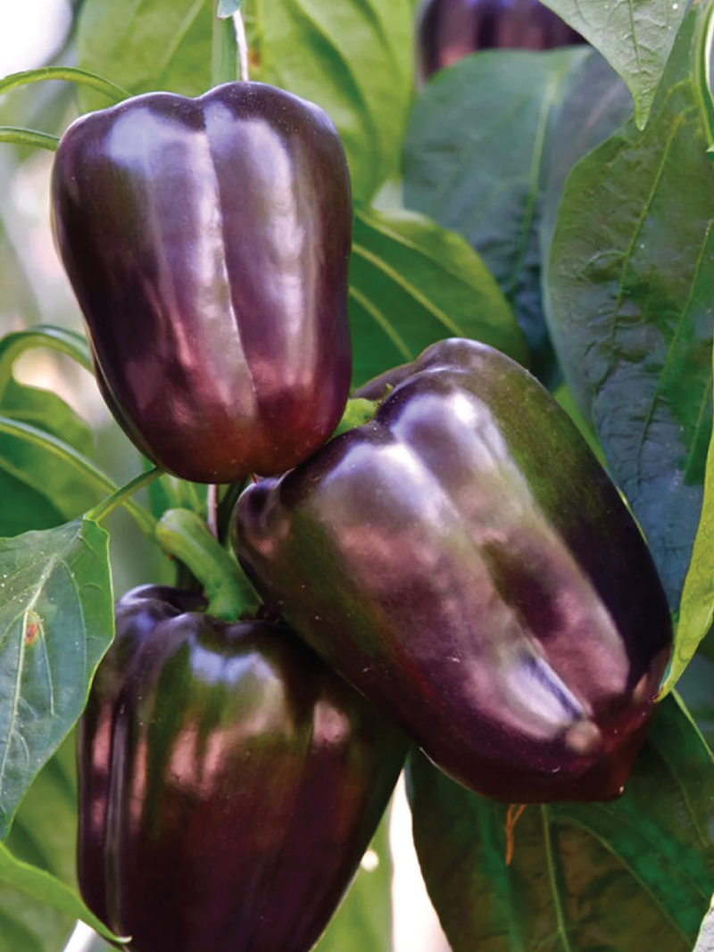 PURPLE SWEET CAPSICUM SEEDS <br> بذور الفليفلة البنفسجية