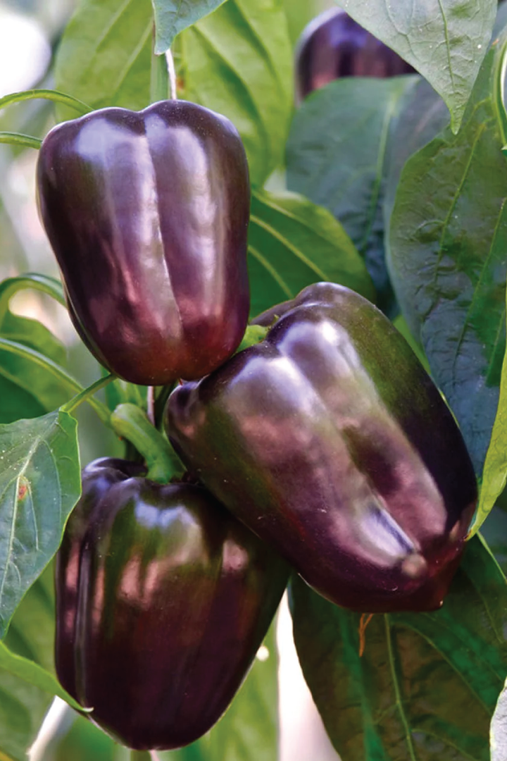 PURPLE SWEET CAPSICUM SEEDS <br> بذور الفليفلة البنفسجية