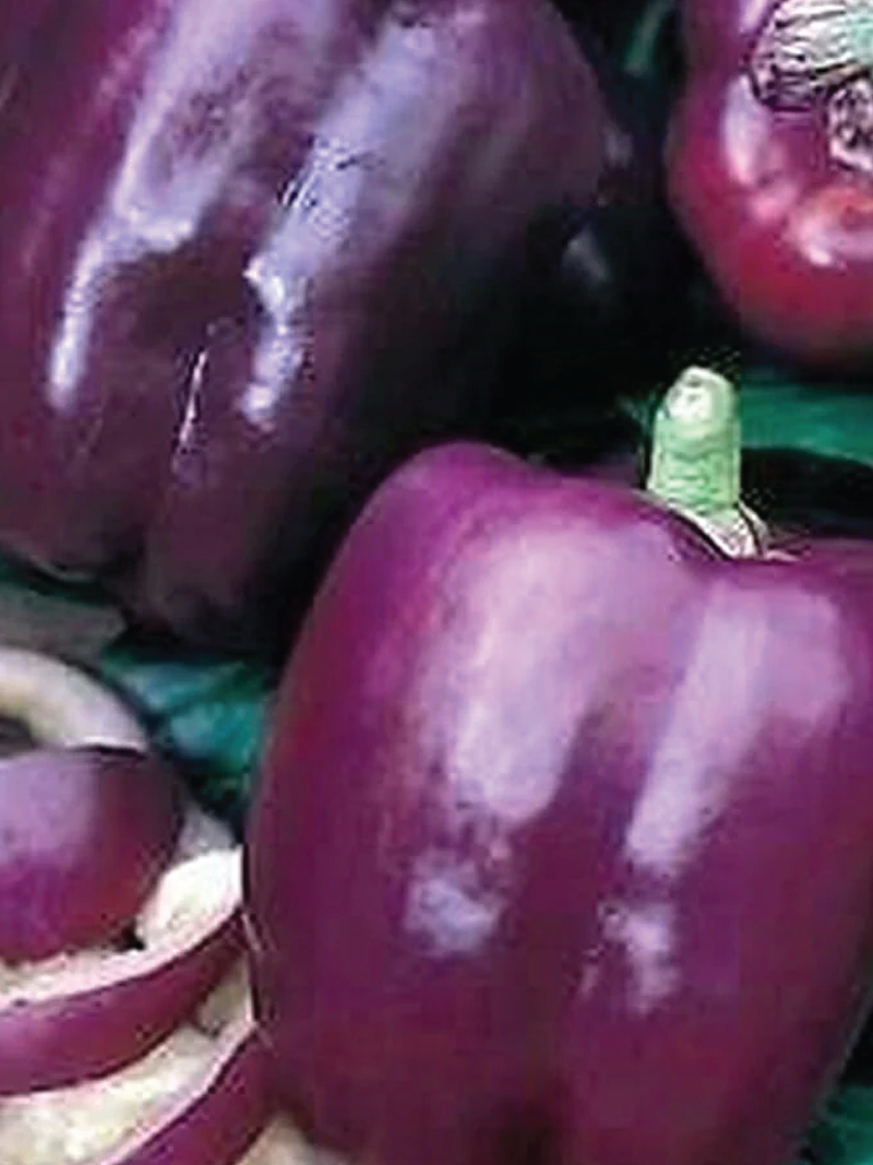 PURPLE SWEET CAPSICUM SEEDS <br> بذور الفليفلة البنفسجية