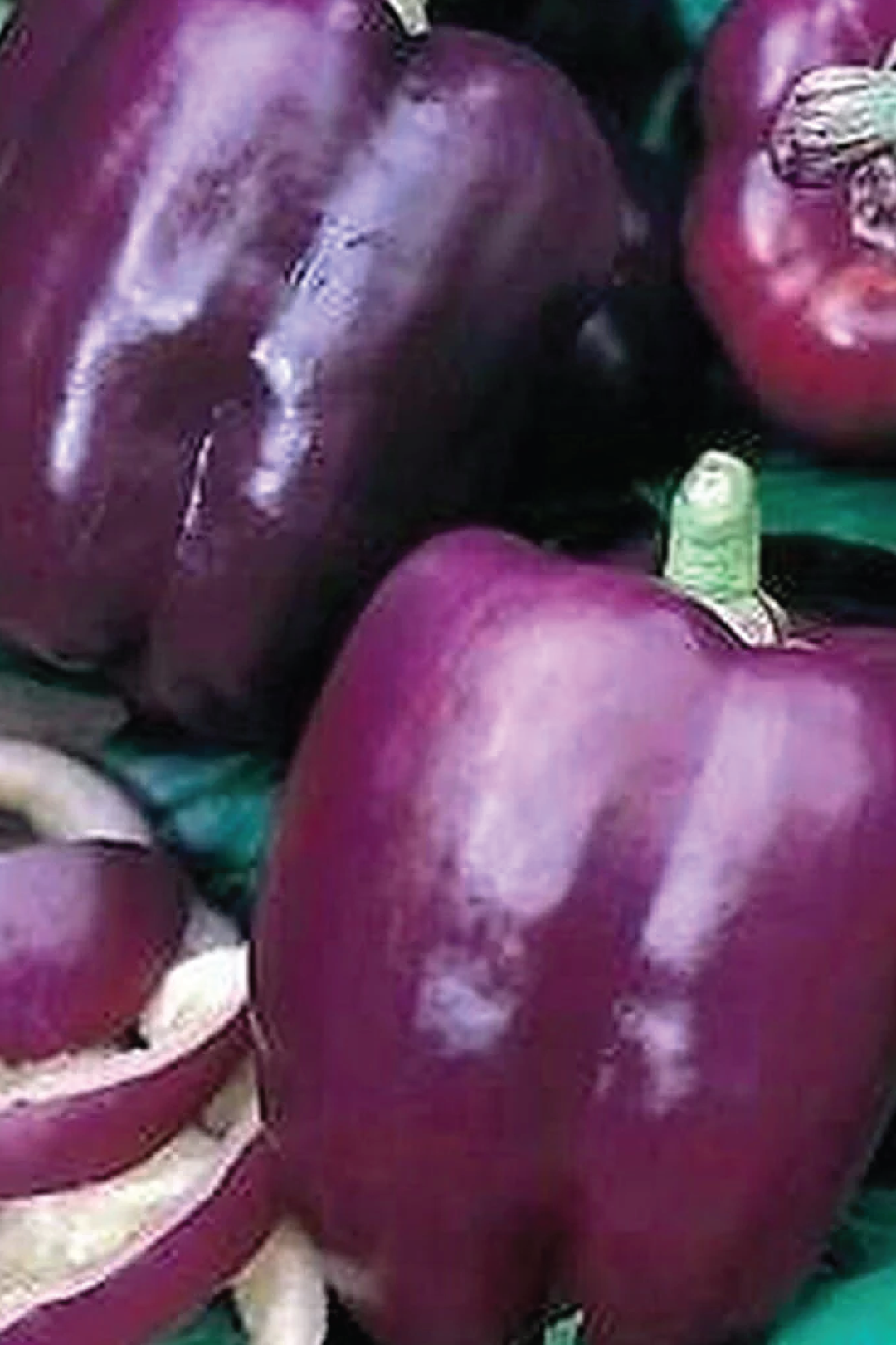 PURPLE SWEET CAPSICUM SEEDS <br> بذور الفليفلة البنفسجية