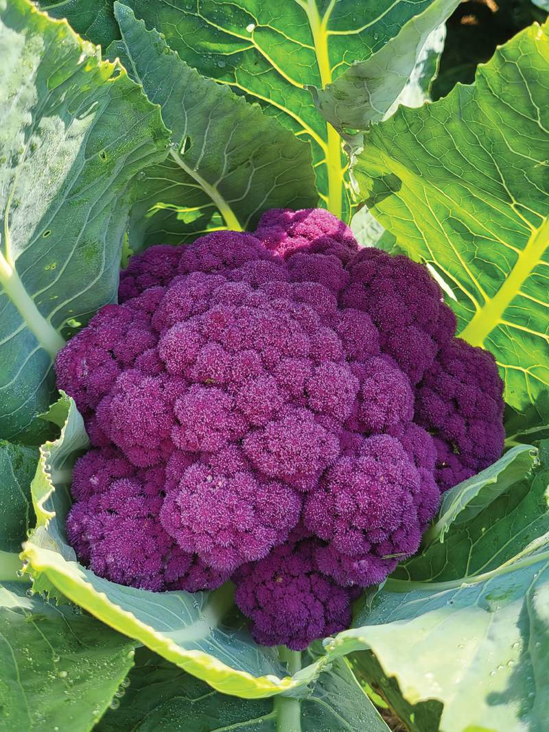 PURPLE CAULIFLOWER SEEDS <br> بذور القرنبيط البنفسجي