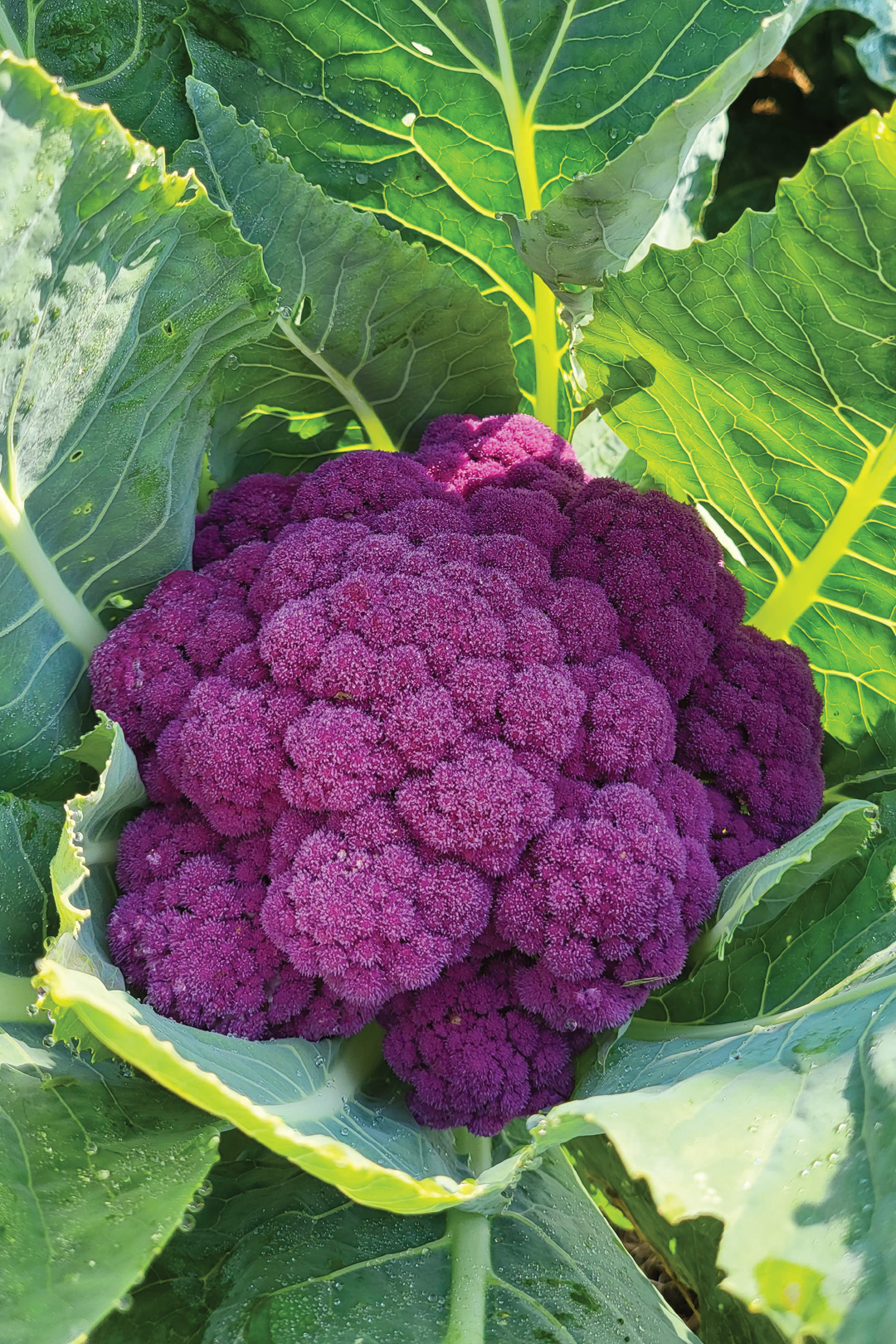 PURPLE CAULIFLOWER SEEDS <br> بذور القرنبيط البنفسجي