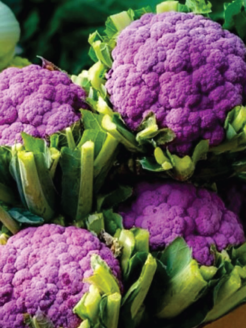 PURPLE CAULIFLOWER SEEDS <br> بذور القرنبيط البنفسجي