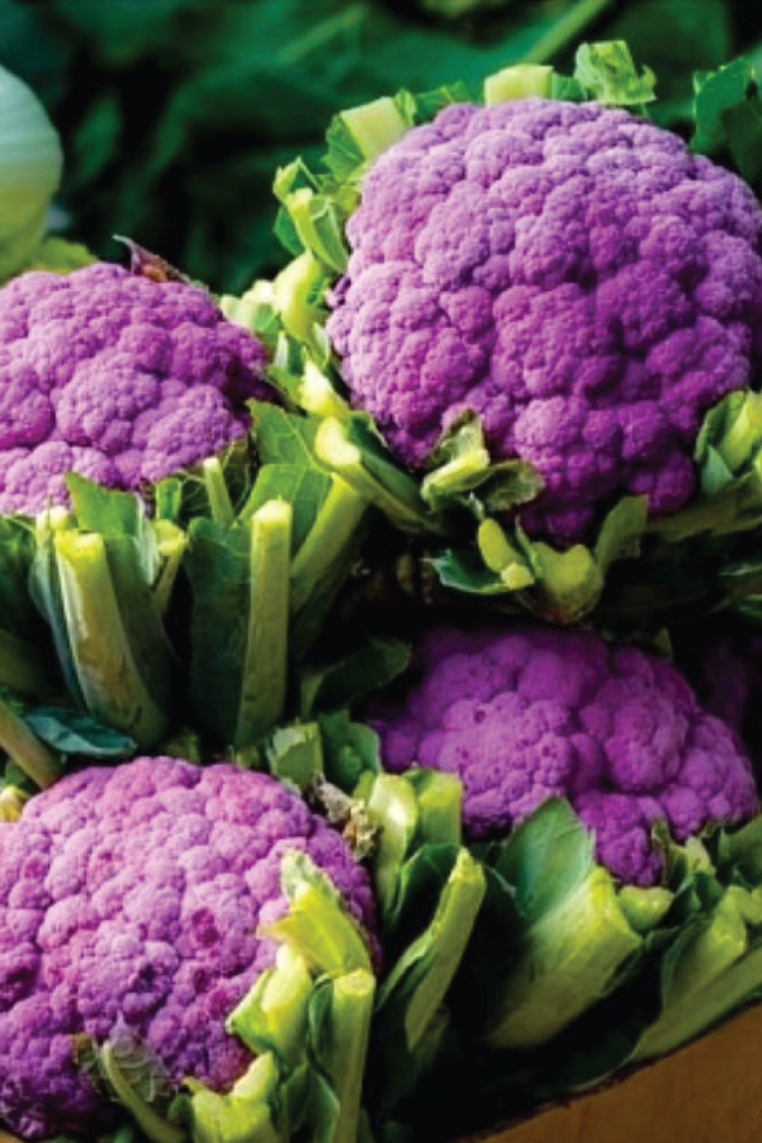 PURPLE CAULIFLOWER SEEDS <br> بذور القرنبيط البنفسجي