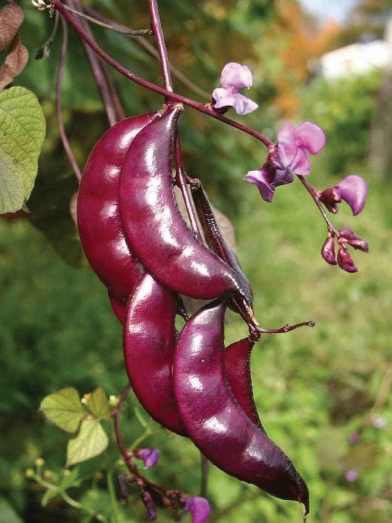 ORGANIC PURPLE HYACINTH BEANS SEEDLING <br> شتلات الفاصولياء الياقوتية البنفسجية العضوية