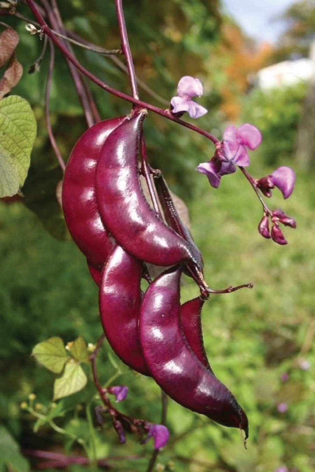 ORGANIC PURPLE HYACINTH BEANS SEEDLING <br> شتلات الفاصولياء الياقوتية البنفسجية العضوية