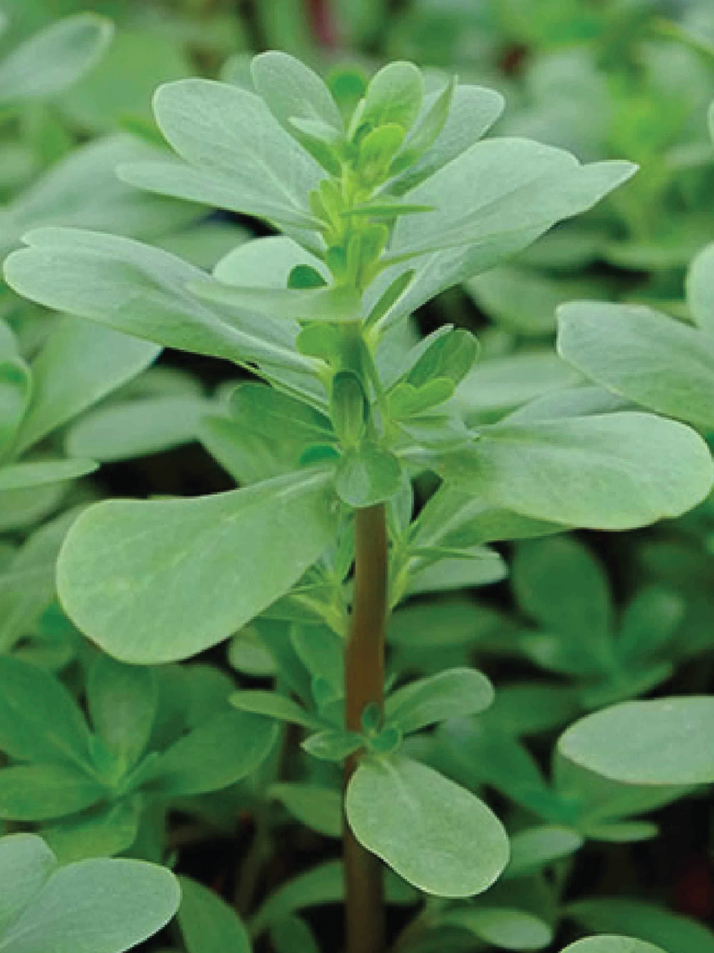 PURSLANE LETTUCE SEEDS <br> بذور البربير آو الفرقو