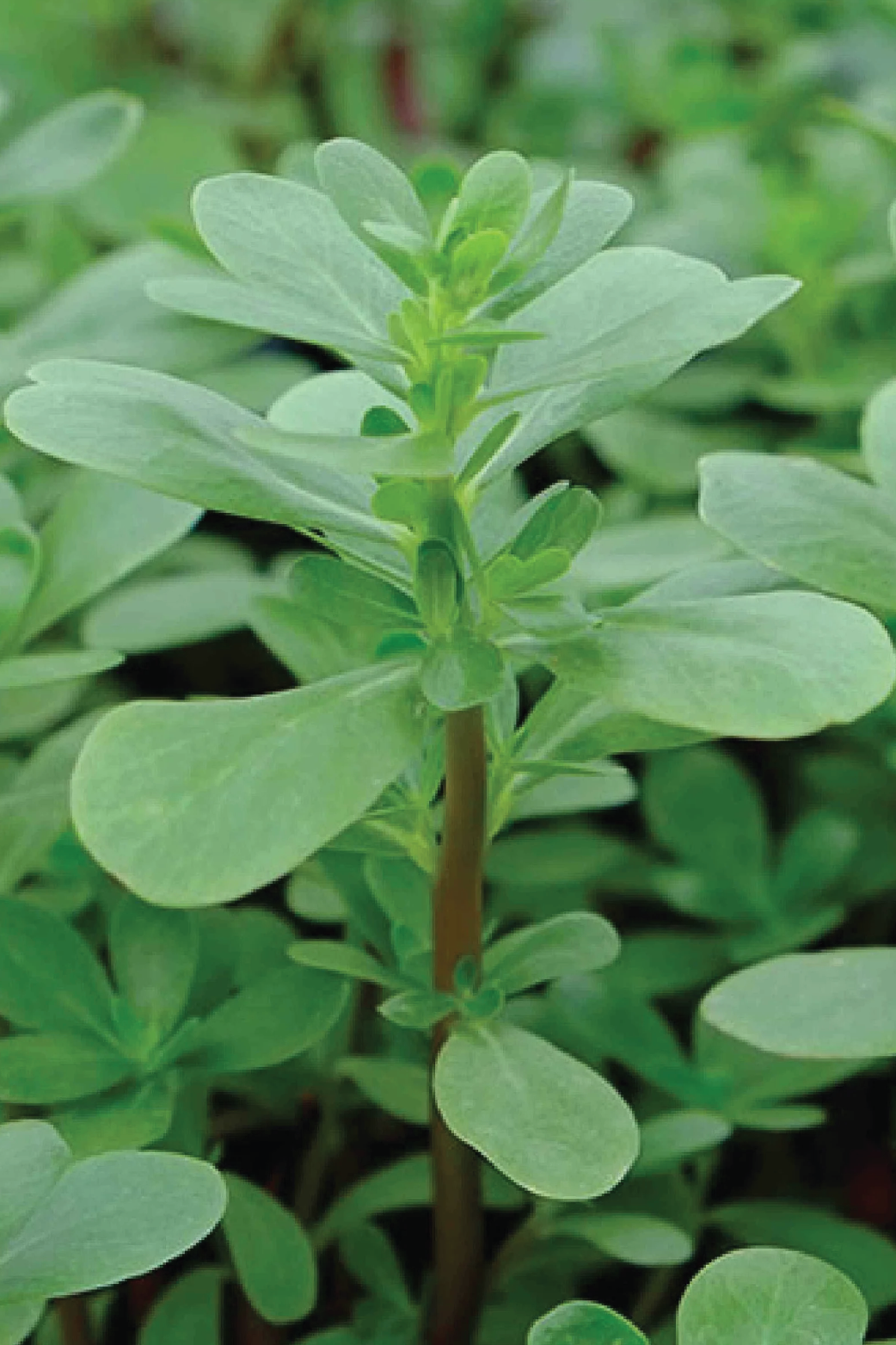 ORGANIC PURSLANE SEEDLING <br> شتلات الرجله/ البربير العضوية
