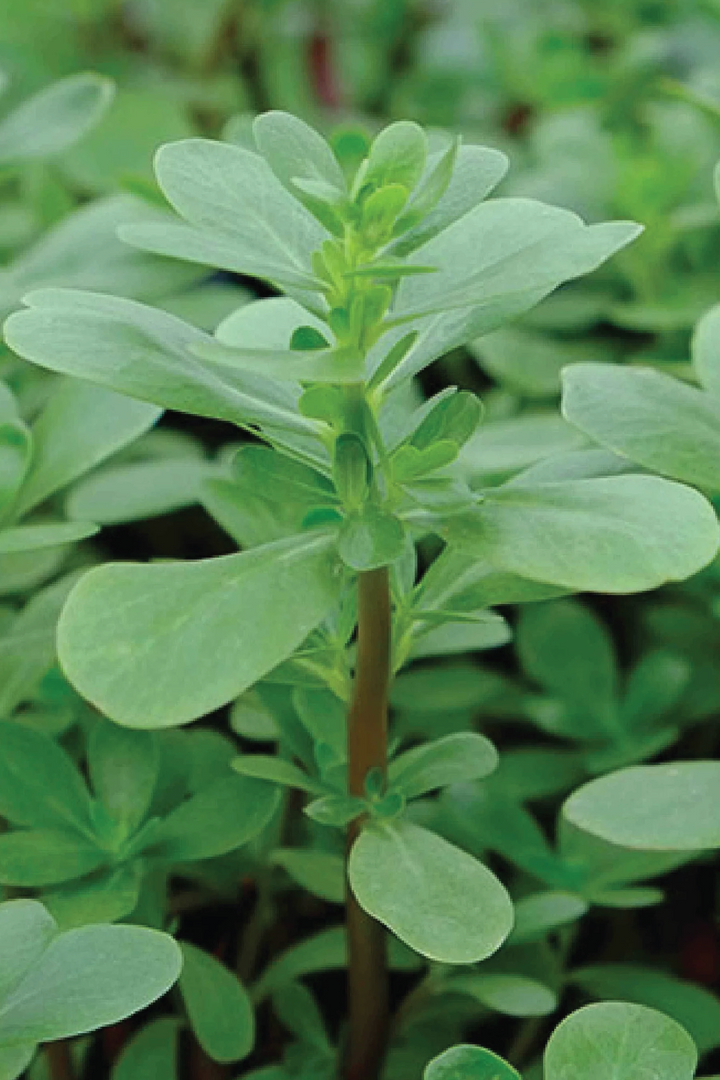 ORGANIC PURSLANE SEEDLING <br> شتلات الرجله/ البربير العضوية