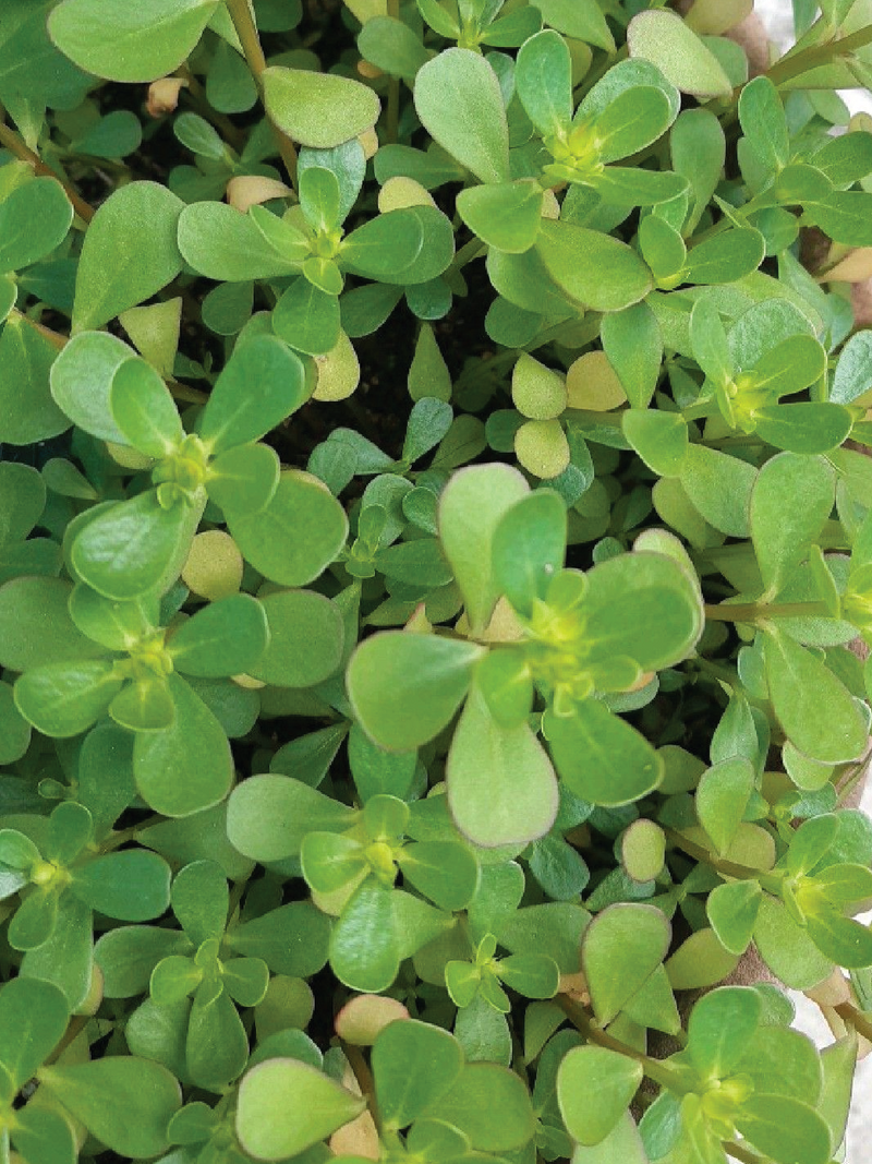 PURSLANE LETTUCE SEEDS <br> بذور البربير آو الفرقو