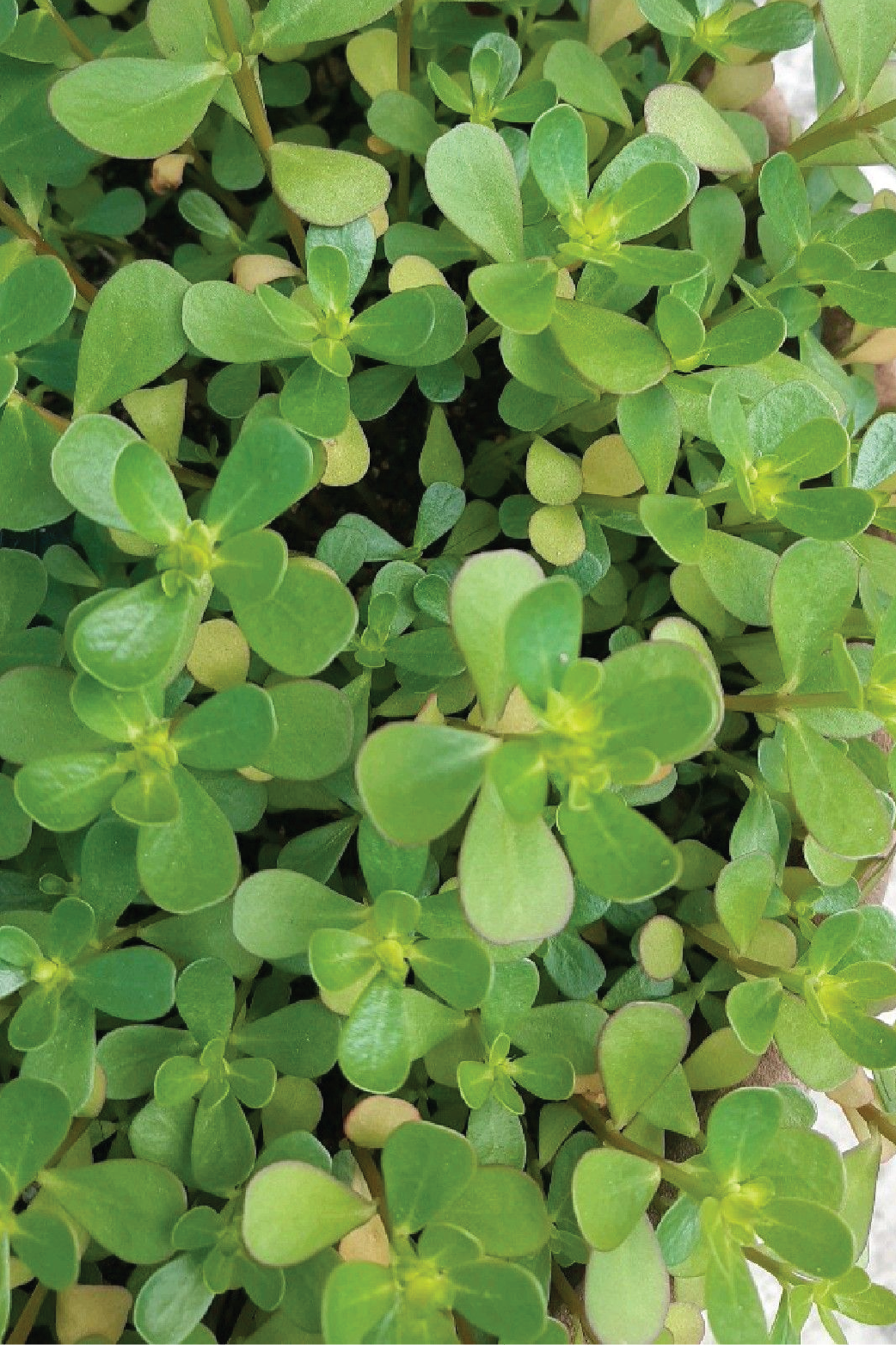 ORGANIC PURSLANE SEEDLING <br> شتلات الرجله/ البربير العضوية