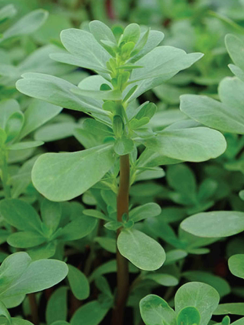 ORGANIC PURSLANE SEEDLING <br> شتلات الرجله/ البربير العضوية