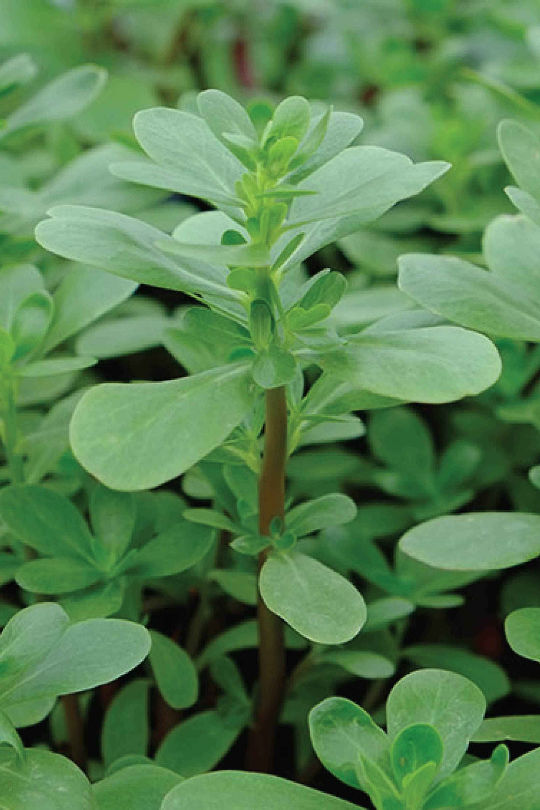 ORGANIC PURSLANE SEEDLING <br> شتلات الرجله/ البربير العضوية