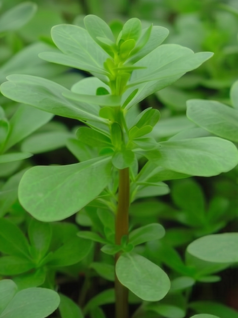 PURSLANE SEEDS