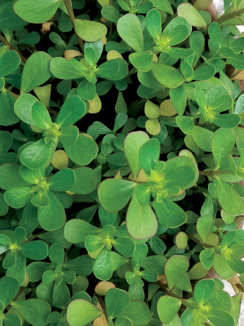 ORGANIC PURSLANE SEEDLING <br> شتلات الرجلة/البربير العضوية