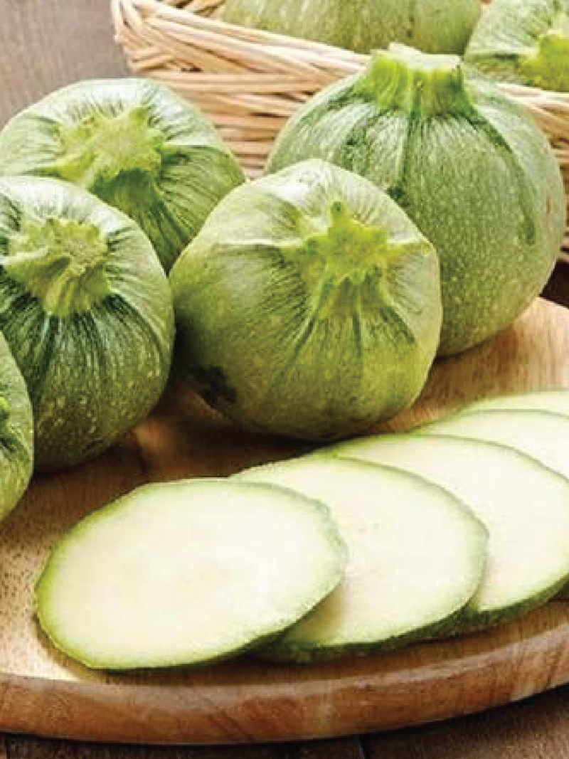 ORGANIC ROUND ZUCCHINI SEEDLING <br> شتلات الكوسا الدائرية العضوية